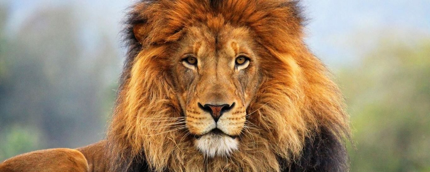 The Fierce and the Fearless